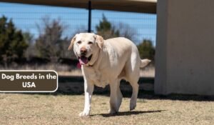 Dog Breeds in the USA